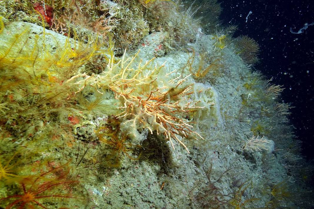 Marmara'da depremden sonra en büyük felaket sinsi sinsi gerçekleşiyor! Hiç kimse farkında değil, böyle görüntülendi 10